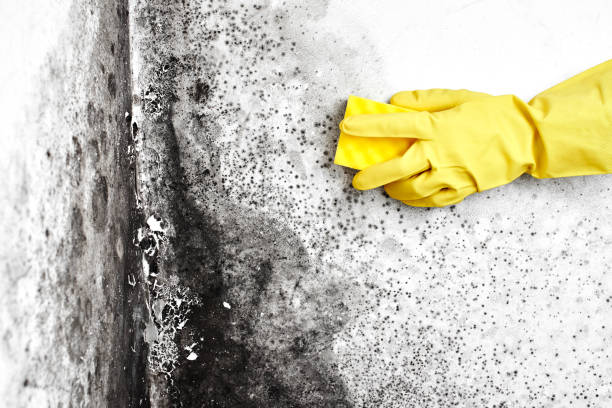 Best Insurance-Related Mold Remediation in South Monroe, MI