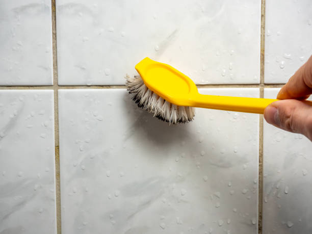 Best Health and Safety Mold Remediation in South Monroe, MI