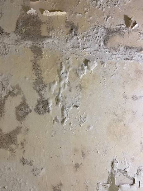 Best DIY Mold Remediation Support Services in South Monroe, MI