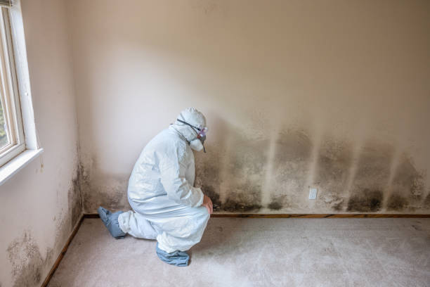 Best Attic Mold Remediation in South Monroe, MI